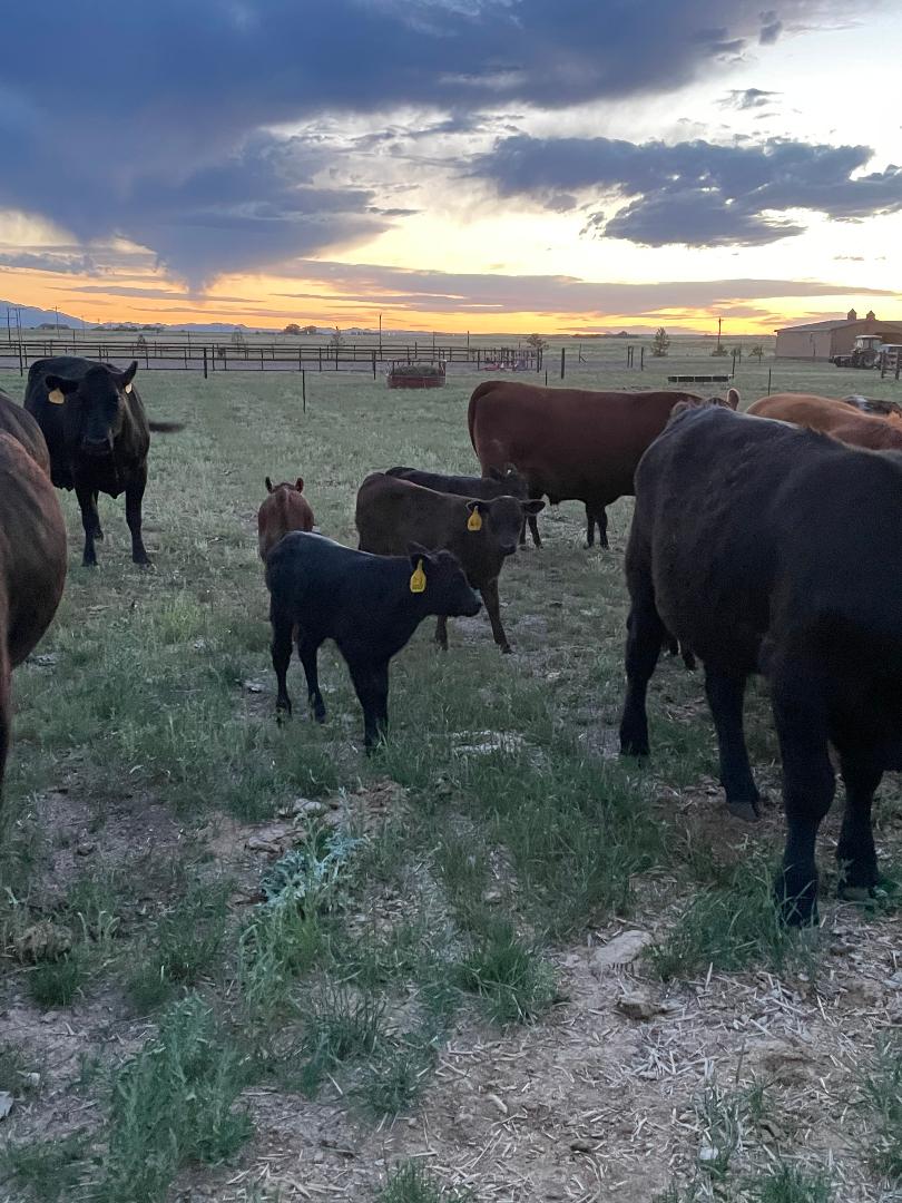 Cattle in a field at sunset