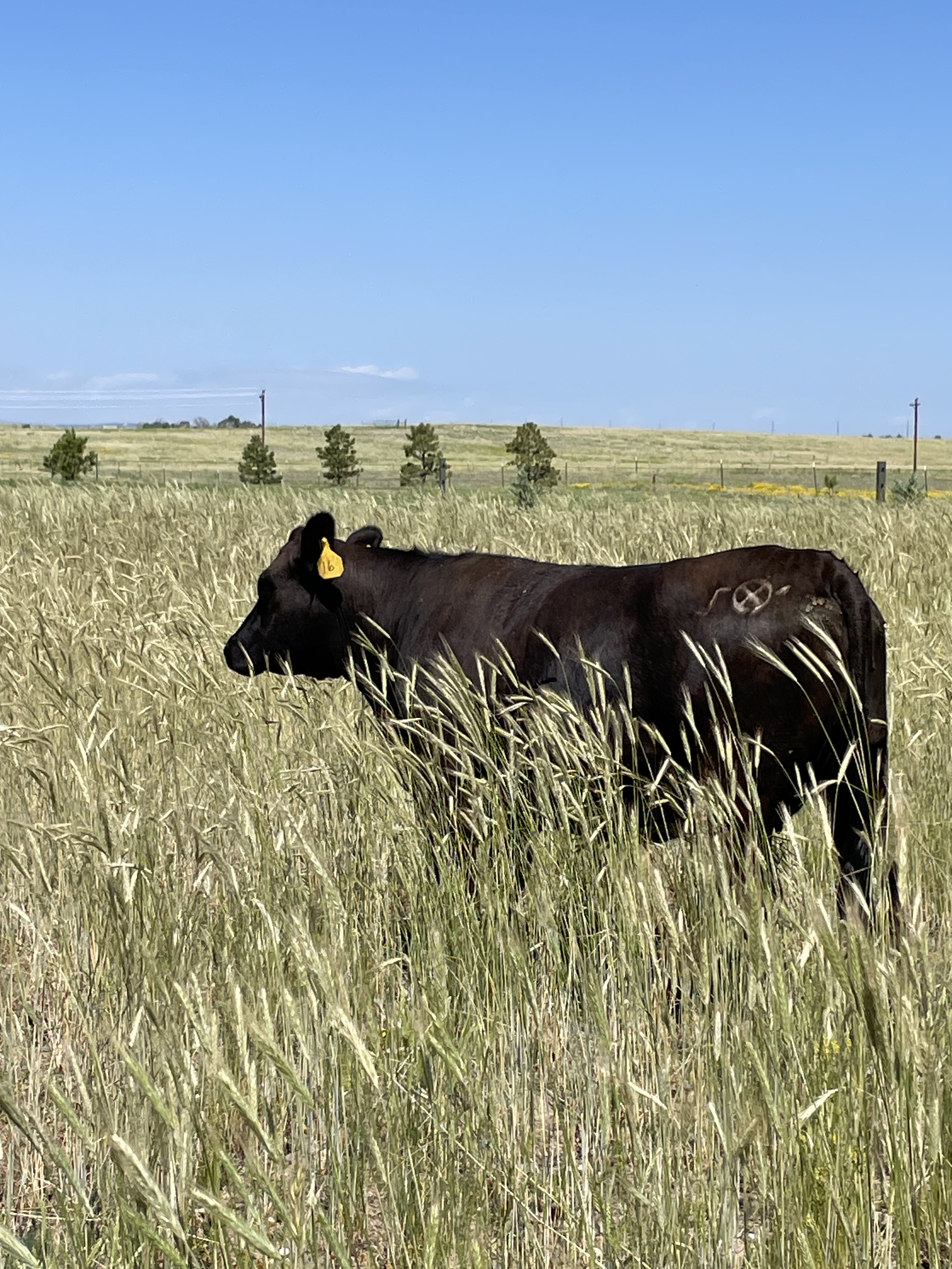 Angus-cross cow standing in tall grass on the Front Range